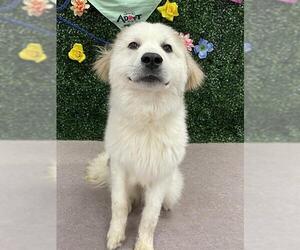 Great Pyrenees Dogs for adoption in Grasswood, Saskatchewan, Canada