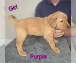Puppy Purple Golden Irish