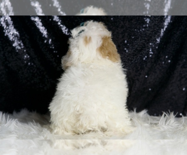 Medium Photo #4 Poodle (Miniature) Puppy For Sale in WARSAW, IN, USA