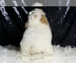 Small #3 Poodle (Miniature)