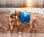 Small #8 American Pit Bull Terrier-Staffordshire Bull Terrier Mix