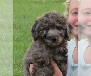 Miniature Bernedoodle Puppy for sale in HANCOCK, MN, USA