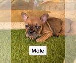 Small French Bulldog