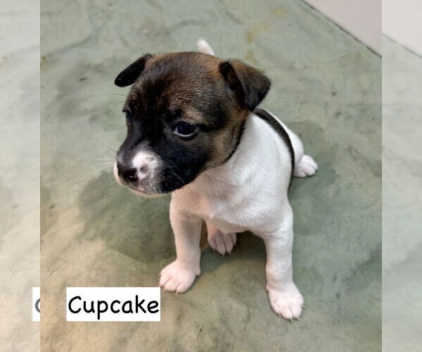 Medium Photo #6 Mutt Puppy For Sale in GILBERTS, IL, USA