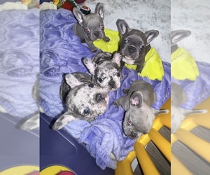 French Bulldog Litter for sale in PASCO, WA, USA