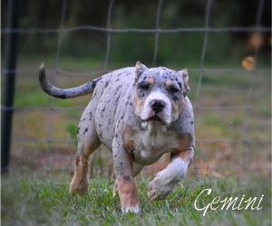 American Bully Puppy for sale in CLEVELAND, GA, USA