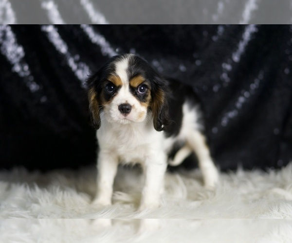 Medium Photo #3 Cavalier King Charles Spaniel Puppy For Sale in WARSAW, IN, USA