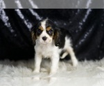 Small #2 Cavalier King Charles Spaniel