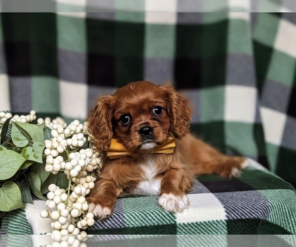 Medium Photo #10 Cavalier King Charles Spaniel Puppy For Sale in QUARRYVILLE, PA, USA