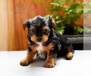 Yorkshire Terrier Puppy for Sale in LOGANTON, Pennsylvania USA