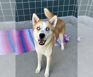 Siberian Husky Dogs for adoption in Rancho Cucamonga, CA, USA