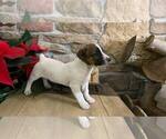 Small Photo #2 Jack Russell Terrier Puppy For Sale in ORRVILLE, OH, USA
