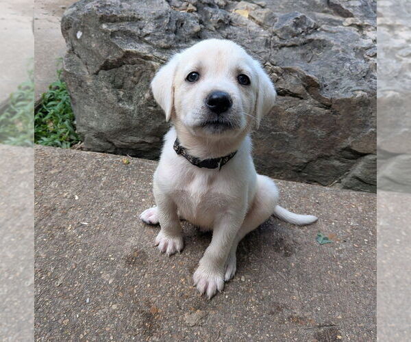 Medium Photo #5 Golden Retriever-Unknown Mix Puppy For Sale in Vail, AZ, USA