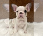 Puppy 2 French Bulldog