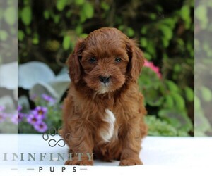 Cavapoo Puppy for sale in EAST EARL, PA, USA