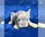 Small Photo #19 French Bulldog Puppy For Sale in BEAVERTON, OR, USA