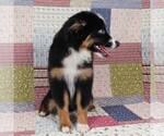 Small #13 Miniature Australian Shepherd