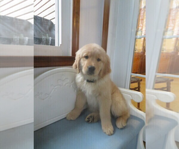 Medium Photo #7 Golden Retriever Puppy For Sale in MECHANICSVILLE, MD, USA