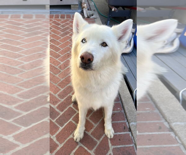 Medium Photo #2 Alaskan Malamute Puppy For Sale in Woodland Hills, CA, USA