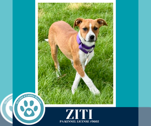 Boxer-Unknown Mix Dogs for adoption in Kimberton, PA, USA