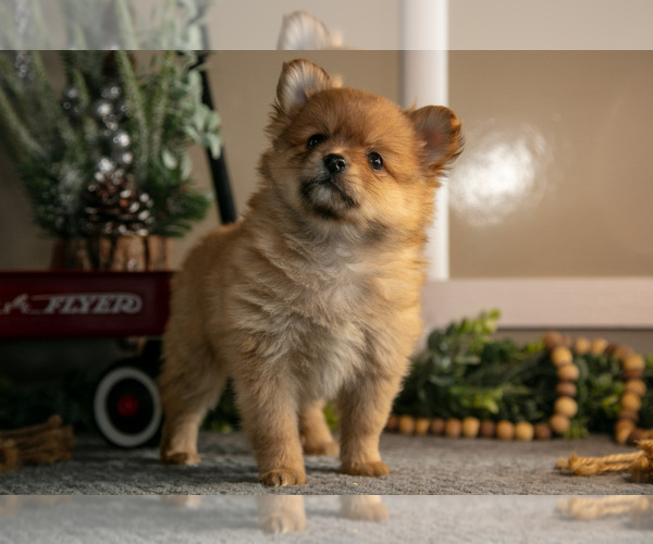 Medium Photo #2 Pomeranian Puppy For Sale in NAPPANEE, IN, USA