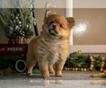 Small #1 Pomeranian