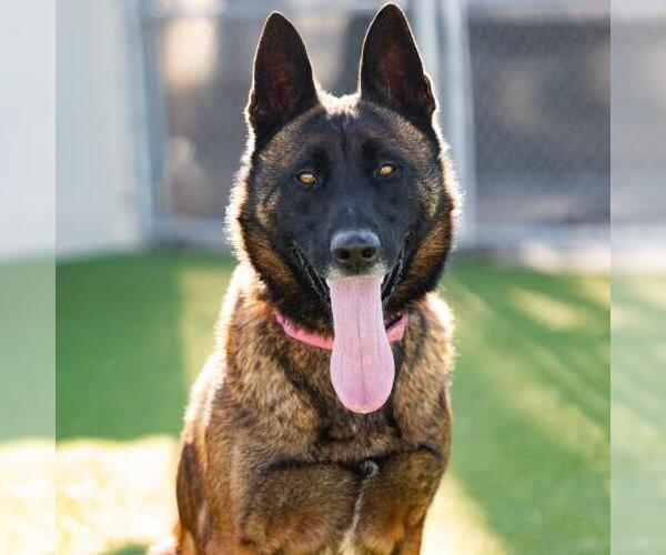 Medium Photo #2 Mutt Puppy For Sale in Camarillo, CA, USA