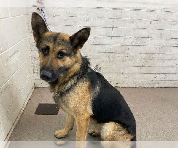 Medium Photo #1 German Shepherd Dog-Unknown Mix Puppy For Sale in San Bernardino, CA, USA