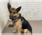 Small German Shepherd Dog Mix