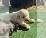 Small Photo #6 Labrador Retriever Puppy For Sale in QUINCY, MI, USA