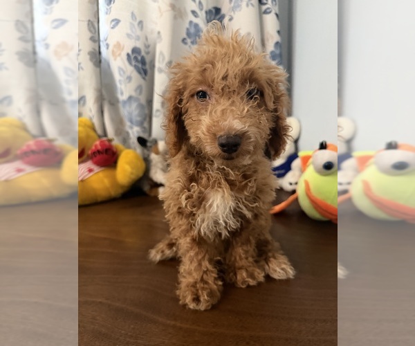 Medium Photo #10 Havapoo Puppy For Sale in DURHAM, CT, USA