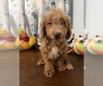 Havapoo puppies - Male Havapoo Puppy for Sale - Photo #10