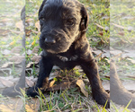 Small Photo #5 Labradoodle Puppy For Sale in HOCKLEY, TX, USA