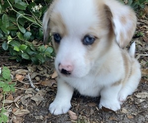 American Corgi Puppy for sale in BRANDON, FL, USA