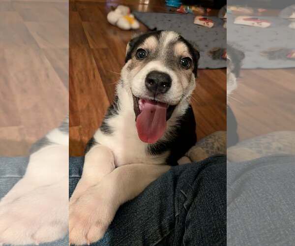 Medium Photo #7 Siberian Husky-Unknown Mix Puppy For Sale in Plainfield, IL, USA
