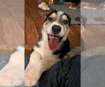 Small #6 Siberian Husky Mix