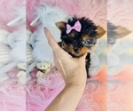 Hand delivery - Male Yorkshire Terrier Puppy for Sale - Photo #7
