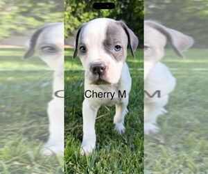 Mutt Dogs for adoption in Studio City, CA, USA