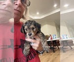 Small #8 Yorkshire Terrier