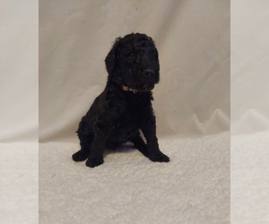 Poodle (Standard) Puppy for sale in GLENDALE, AZ, USA