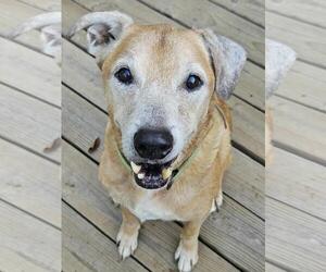 Mountain Cur-Unknown Mix Dogs for adoption in Wakefield, RI, USA