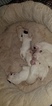 Small Photo #27 Bull Terrier Puppy For Sale in JACKSON, MI, USA