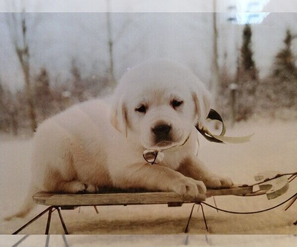 Medium Photo #7 Labrador Retriever Puppy For Sale in SHELTON, WA, USA
