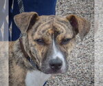 Small #4 Boxer-Whippet Mix