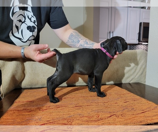 Medium Photo #3 Cane Corso Puppy For Sale in WOODLAND, WA, USA