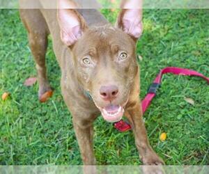American Pit Bull Terrier-Unknown Mix Dogs for adoption in Tallahassee, FL, USA