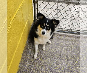 Chihuahua-Unknown Mix Dogs for adoption in Metairie, LA, USA