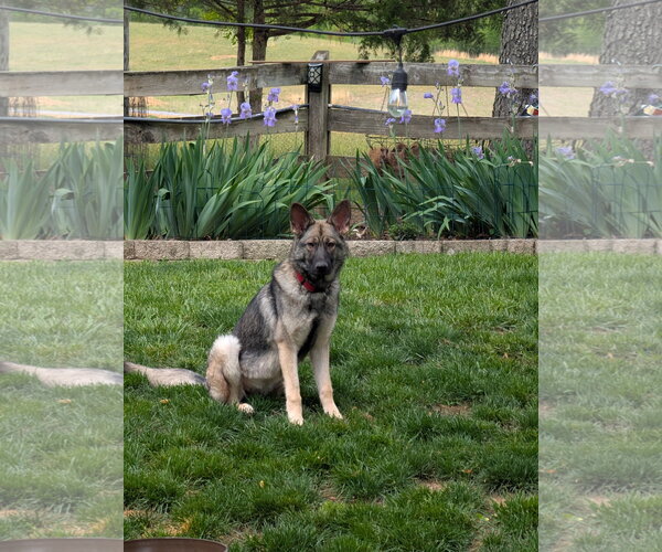 Medium Photo #5 German Shepherd Dog Puppy For Sale in New Hill, NC, USA