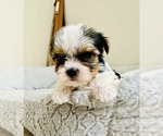 Small #1 Yorkshire Terrier