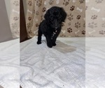 Small Photo #21 Poodle (Standard) Puppy For Sale in RALEIGH, NC, USA